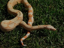 2014 Sharp Sunglow Het Snowglow 2