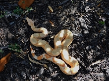 2014 Sharp Sunglow Het Snowglow 1