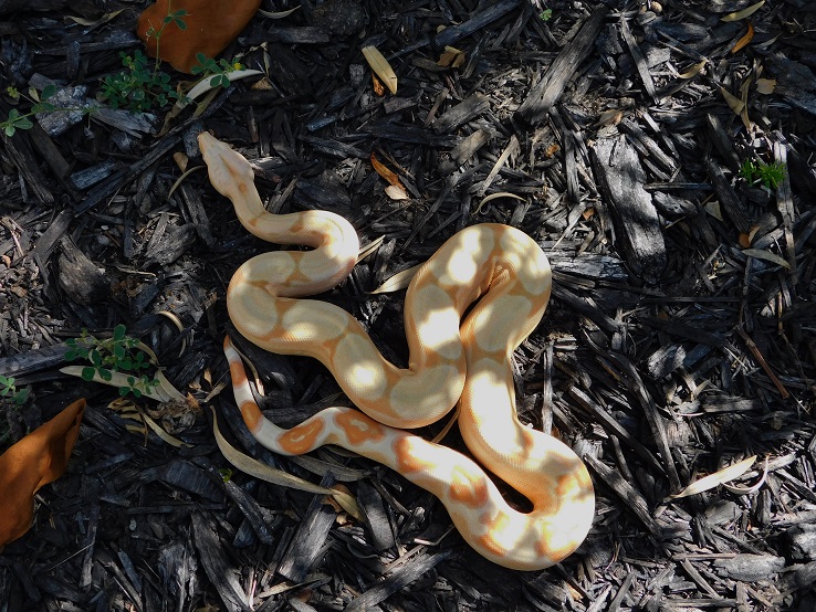 2014 Sharp Sunglow Het Snowglow 1