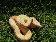 2014 Sharp Sunglow Het Snowglow 2