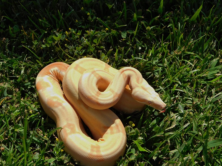 2014 Sharp Sunglow Het Snowglow 2