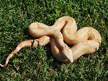2014 Sharp Sunglow Het Snowglow 2
