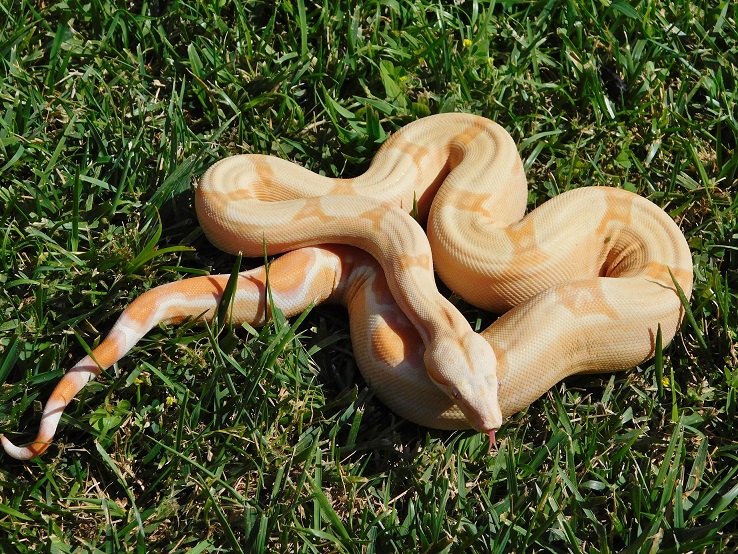 2014 Sharp Sunglow Het Snowglow 2