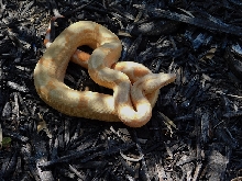 2014 Sharp Sunglow Het Snowglow 2