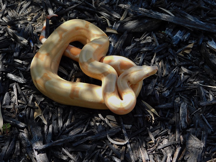 2014 Sharp Sunglow Het Snowglow 2