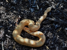 2014 Sharp Sunglow Het Snowglow 1