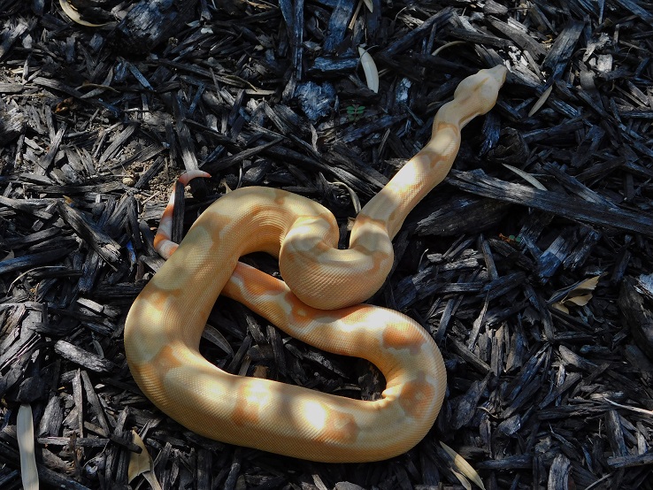 2014 Sharp Sunglow Het Snowglow 1