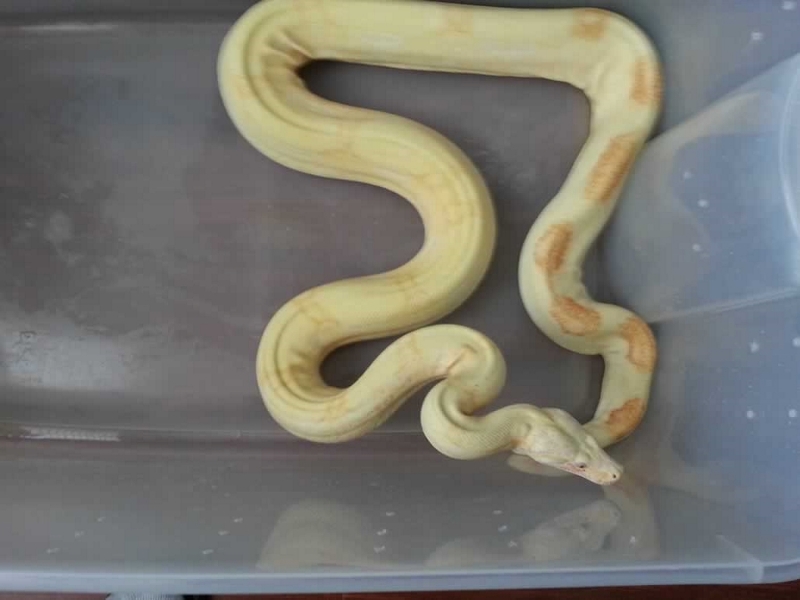 Alice 2009 Jungle Kahl Albino Female