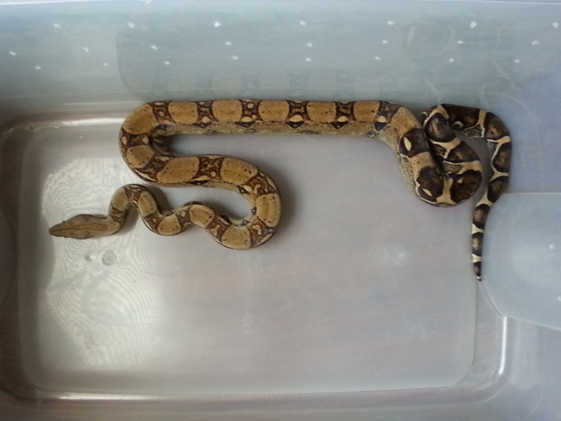 Bo-Jackson 2009 Anery Male