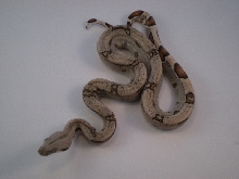 2013 DH Kahl Snow  Female 1
