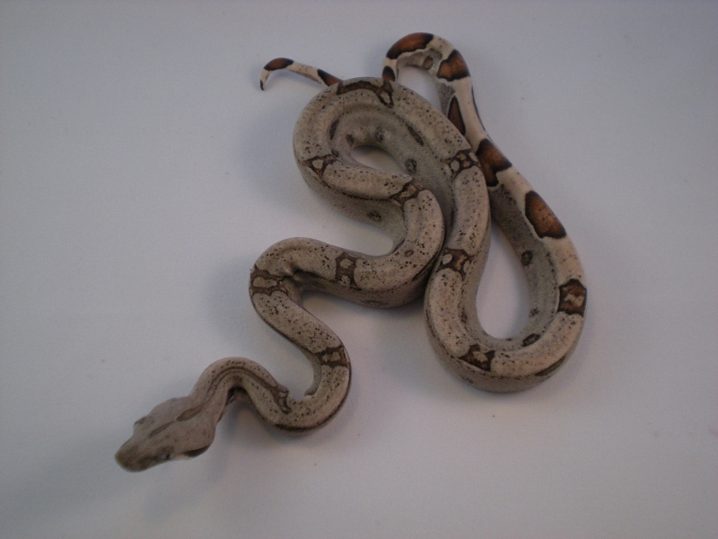 2013 DH Kahl Snow  Female 1