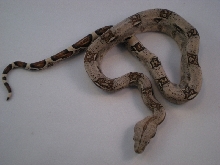 2013 DH Kahl Snow Female 2