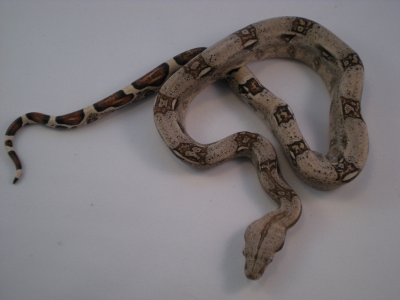 2013 DH Kahl Snow Female 2