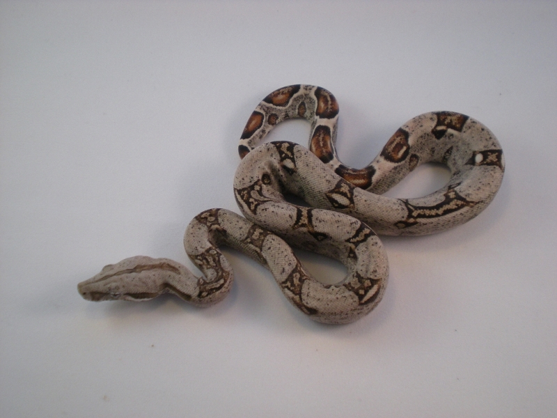 2013 DH Kahl Snow Female 3