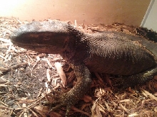 black throat monitor
