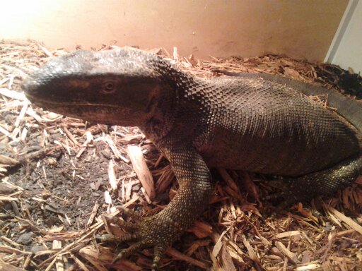 black throat monitor