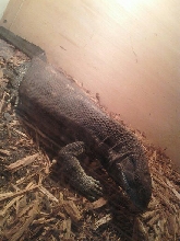 black throat monitor
