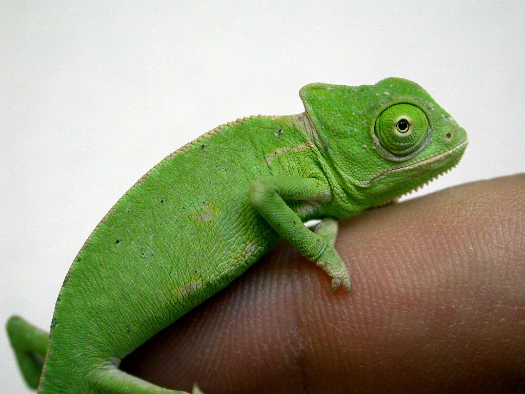 Veiled Chamelion