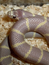 Ruby Eyed Lavender King Another Shot