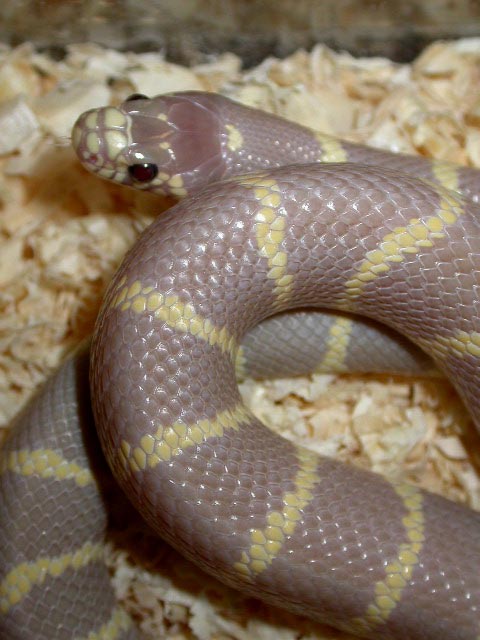 Ruby Eyed Lavender King Another Shot