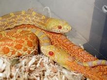what do you think of this albino bullsnake pair