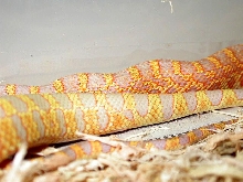 Wanna see some nice tail?