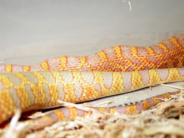 Wanna see some nice tail?