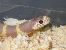 Ruby Eyed Lavender King 02