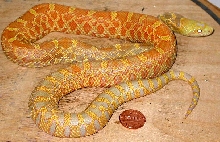female albino bullsnake pic