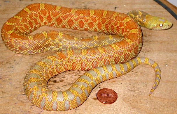 female albino bullsnake pic