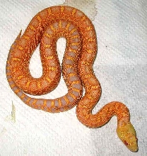 albino bullsnake  from Santa Cruz Reptiles