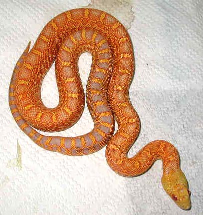 albino bullsnake  from Santa Cruz Reptiles
