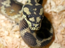 Irian Jaya Carpet Python