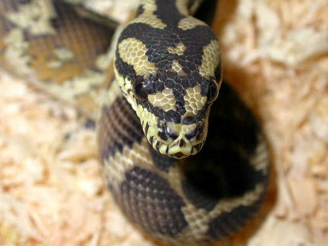 Irian Jaya Carpet Python