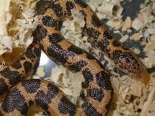 Kenyan