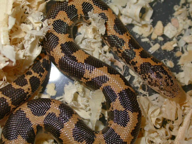 Kenyan