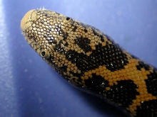 Kenyan Sand Boa