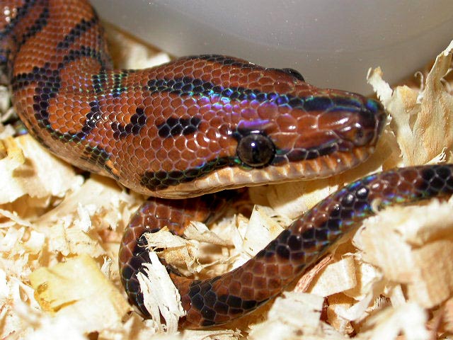 brazilian rainbow boa