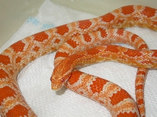 miami X creamsicle