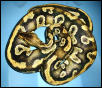 Python#1