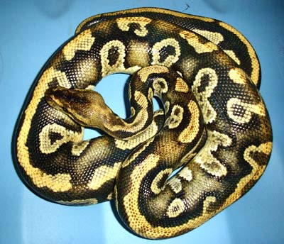 Python#1