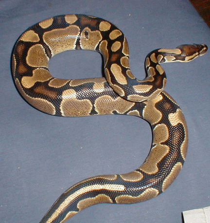 Python#2
