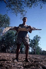 Australian Freshwater Crocodile (Crocodylus johnstoni)