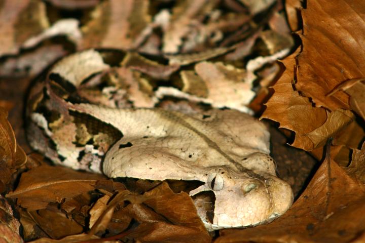 Gaboon Viper