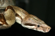 boa constrictor