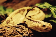 neotropical rattlesnake