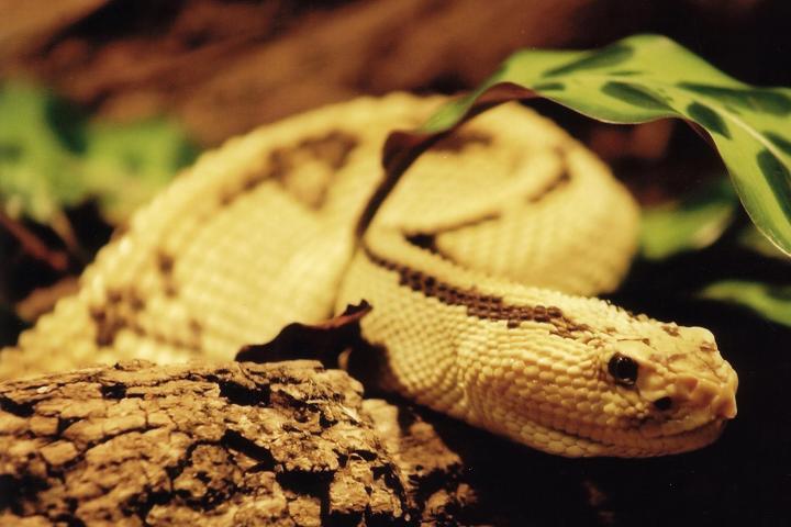 neotropical rattlesnake