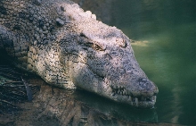 Saltwater Crocodile (Crocodylus porosus)