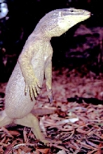 yellow spotted monitor