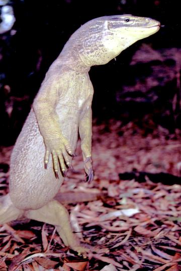 yellow spotted monitor